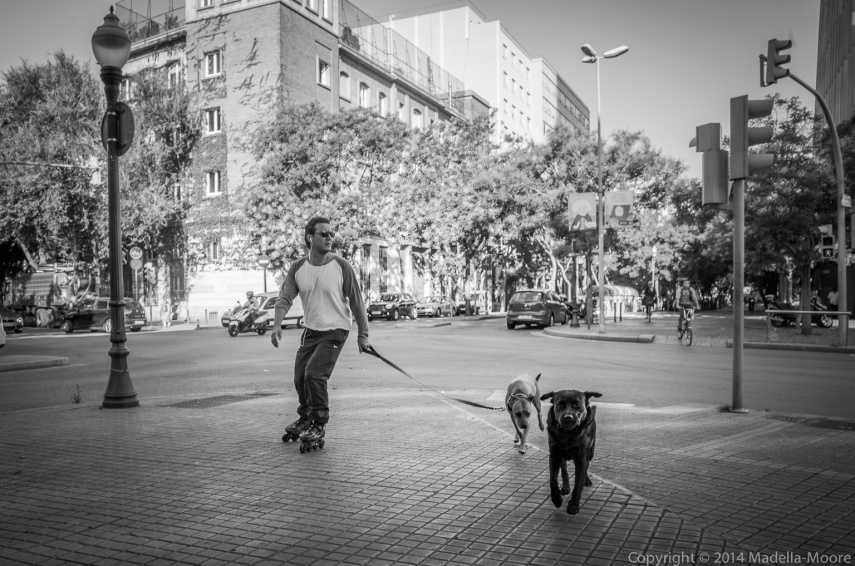 Dog walking on Rollerskates, Barcelona