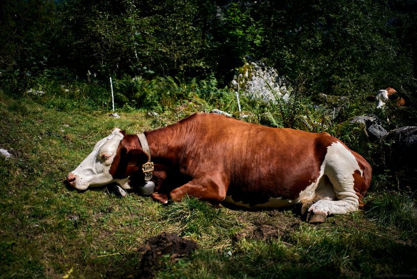 Cow Space, Vall di Mello, Italy.